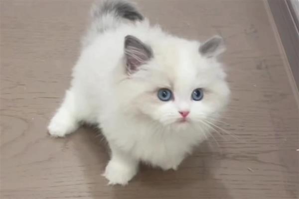 猫是不是夜间动物，猫是晨昏性动物