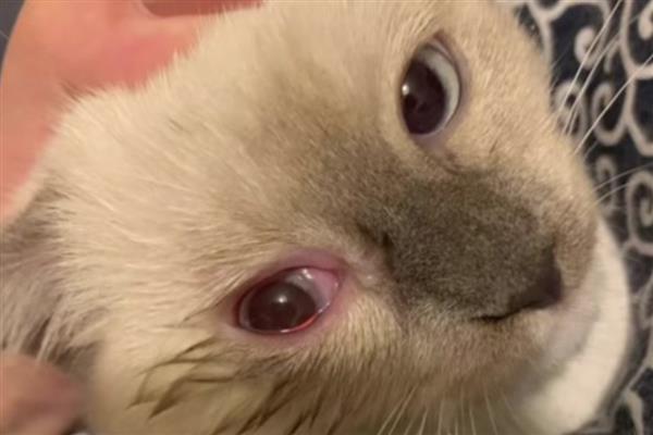 猫是不是夜间动物，猫是晨昏性动物