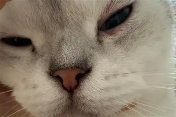 猫是不是夜间动物，猫是晨昏性动物