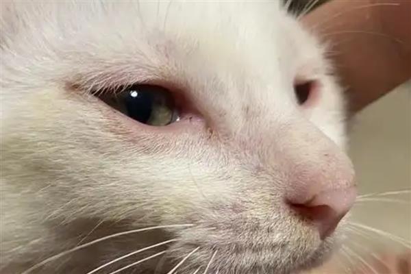 猫是不是夜间动物，猫是晨昏性动物