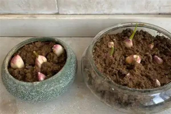 种大蒜的方法,每个穴内播撒1-2个蒜瓣