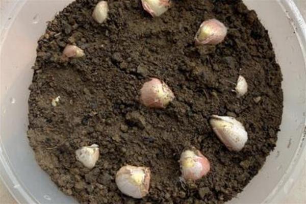 种大蒜的方法,每个穴内播撒1-2个蒜瓣