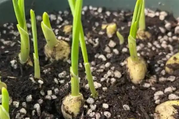 种大蒜的方法,每个穴内播撒1-2个蒜瓣