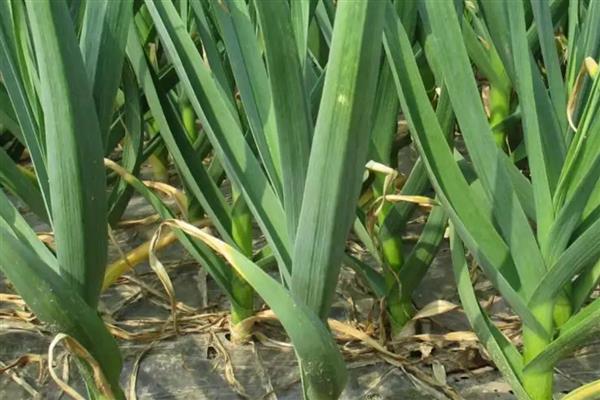 种大蒜的方法,每个穴内播撒1-2个蒜瓣