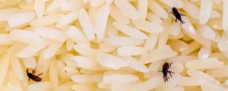 有什么办法可以解决麦牛虫，可使用诱捕器诱捕