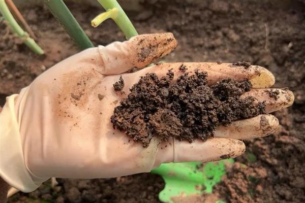 怎么养护地栽桔子树，春秋季节每隔2-3天浇一次水