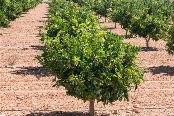 怎么养护地栽桔子树，春秋季节每隔2-3天浇一次水