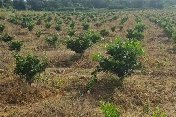 怎么养护地栽桔子树，春秋季节每隔2-3天浇一次水