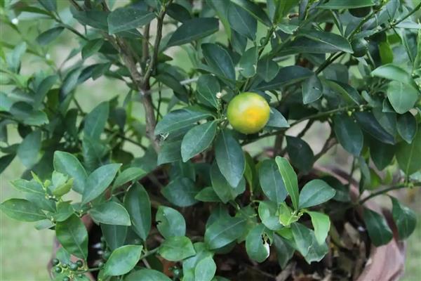 怎么养护地栽桔子树，春秋季节每隔2-3天浇一次水