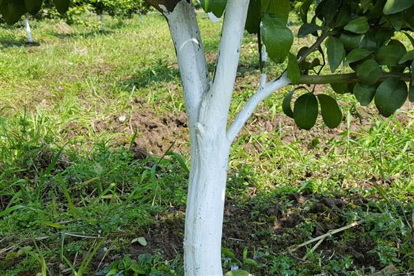 怎么养护地栽桔子树，春秋季节每隔2-3天浇一次水