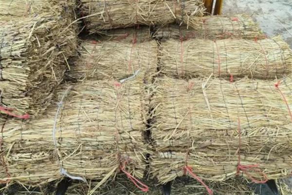 怎么养护地栽桔子树，春秋季节每隔2-3天浇一次水