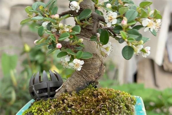 荀子的养殖方法,每天接受不少于10小时的光照