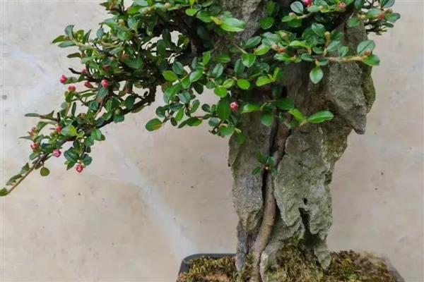 荀子的养殖方法,每天接受不少于10小时的光照