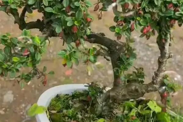 荀子的养殖方法,每天接受不少于10小时的光照