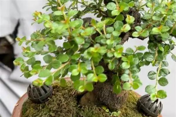 荀子的养殖方法,每天接受不少于10小时的光照