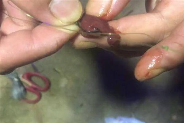 海钓用猪肝可以钓获哪些鱼类，包括鳗鱼、鲈鱼等喜欢腥味的品种