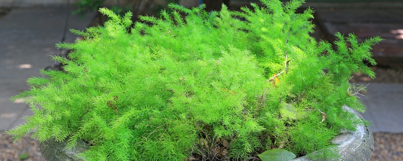 文竹可以扦插吗，文竹可以进行扦插繁殖