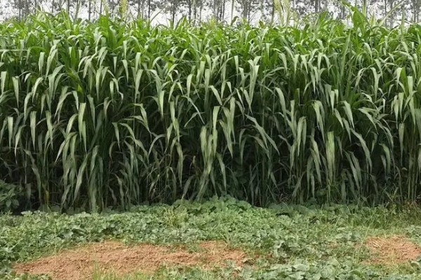 甜高粱牧草怎么种植，每个土穴播种2-3粒