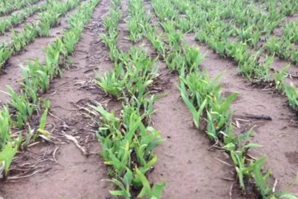 甜高粱牧草怎么种植，每个土穴播种2-3粒