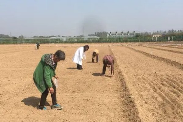 甜高粱牧草怎么种植，每个土穴播种2-3粒