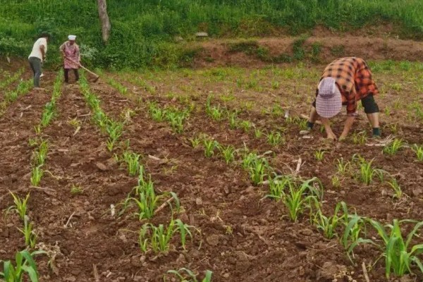 甜高粱牧草怎么种植，每个土穴播种2-3粒
