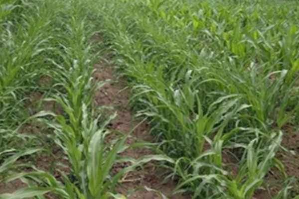 甜高粱牧草怎么种植，每个土穴播种2-3粒