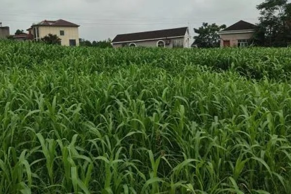 甜高粱牧草怎么种植，每个土穴播种2-3粒