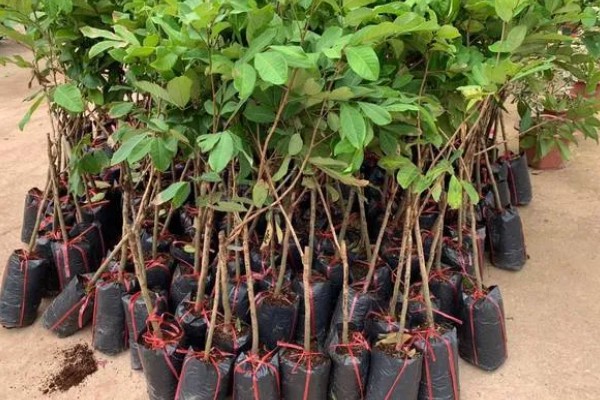 购买果树苗要注意什么，根据种植地区的条件决定品种