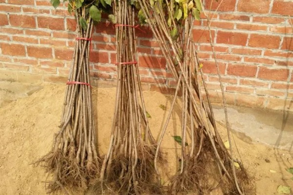 购买果树苗要注意什么，根据种植地区的条件决定品种