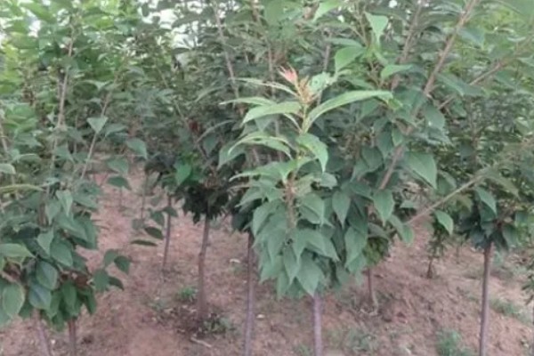 购买果树苗要注意什么，根据种植地区的条件决定品种