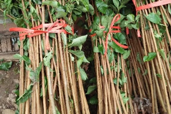 购买果树苗要注意什么，根据种植地区的条件决定品种