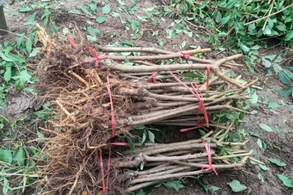 购买果树苗要注意什么，根据种植地区的条件决定品种