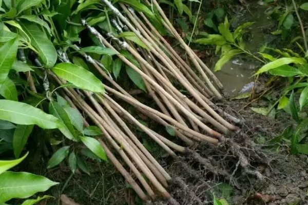 购买果树苗要注意什么，根据种植地区的条件决定品种