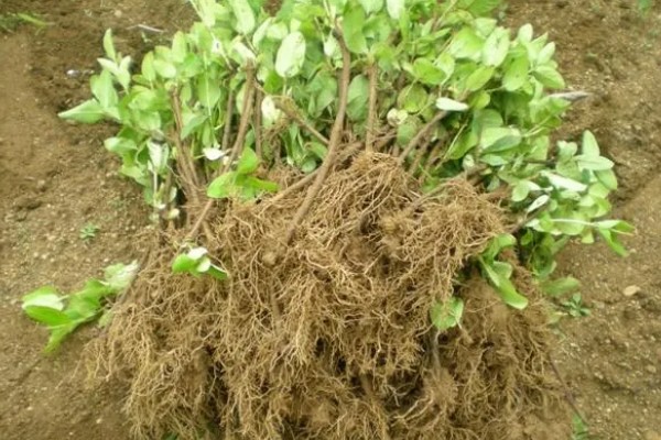 购买果树苗要注意什么，根据种植地区的条件决定品种