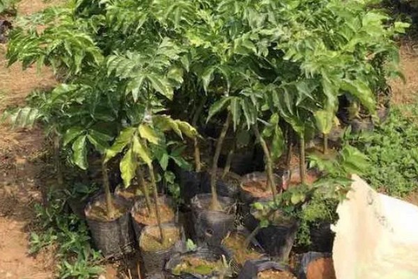 购买果树苗要注意什么，根据种植地区的条件决定品种