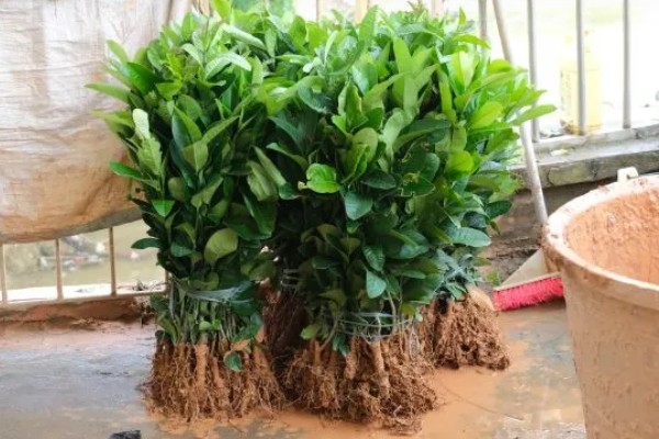 购买果树苗要注意什么，根据种植地区的条件决定品种