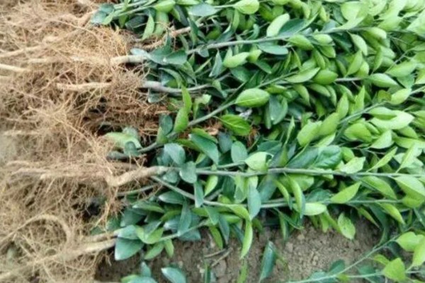 购买果树苗要注意什么，根据种植地区的条件决定品种