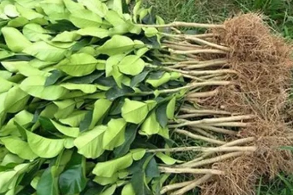 购买果树苗要注意什么，根据种植地区的条件决定品种