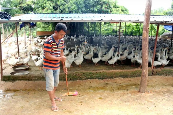 鹅软脚病的发生原因，环境潮湿、营养不全面等因素都会引起