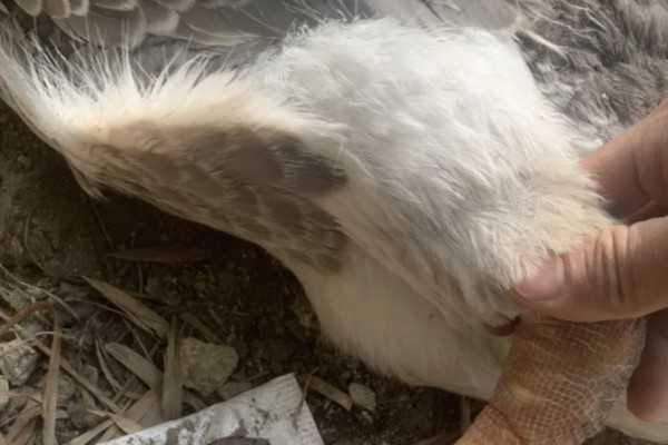 鹅软脚病的发生原因，环境潮湿、营养不全面等因素都会引起