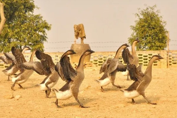 鹅软脚病的发生原因，环境潮湿、营养不全面等因素都会引起