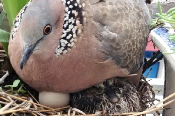 斑鸠的产蛋间隔，间隔24小时左右再次生产