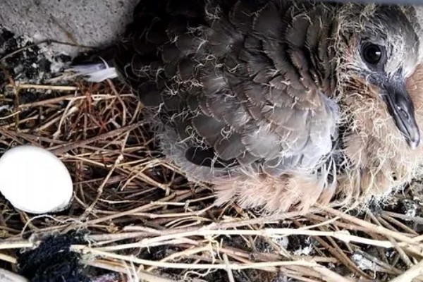 斑鸠的产蛋间隔，间隔24小时左右再次生产