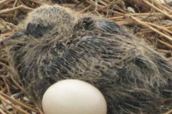 斑鸠的产蛋间隔，间隔24小时左右再次生产