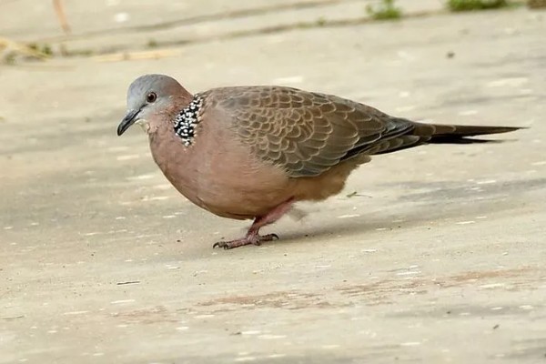 斑鸠的产蛋间隔，间隔24小时左右再次生产