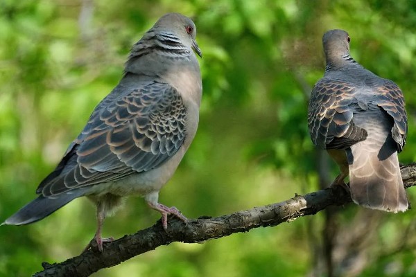 斑鸠的产蛋间隔，间隔24小时左右再次生产