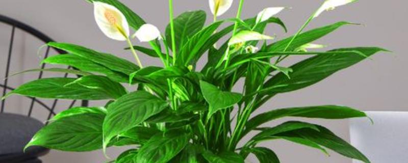 一帆风顺的叶子尖发黄的原因，可能是强光的直射所致