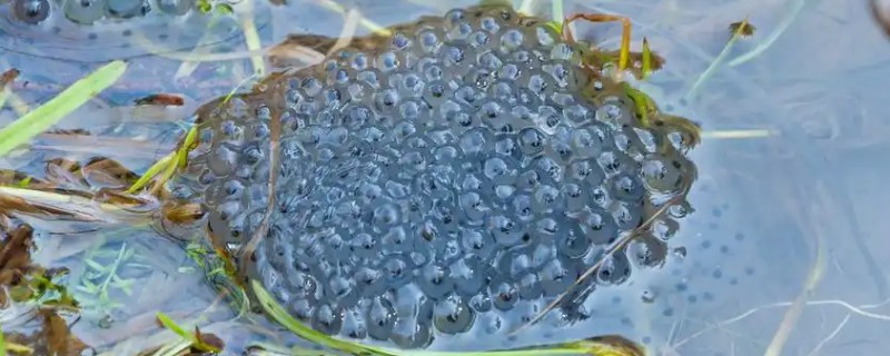 青蛙卵孵化要几天，一般需要3-4天