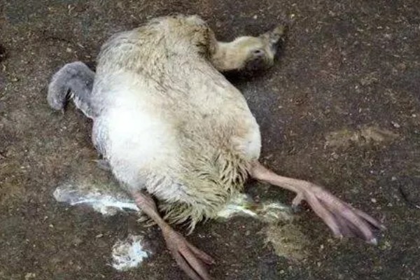 鹅软脚病的发生原因，环境潮湿、营养不全面等因素都会引起