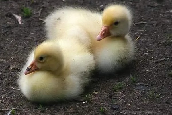 鹅软脚病的发生原因，环境潮湿、营养不全面等因素都会引起